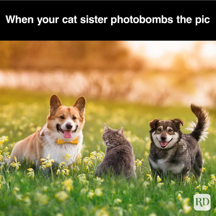 40 Smiling Dog Memes That Will Make Everything Better On A Bad Day
