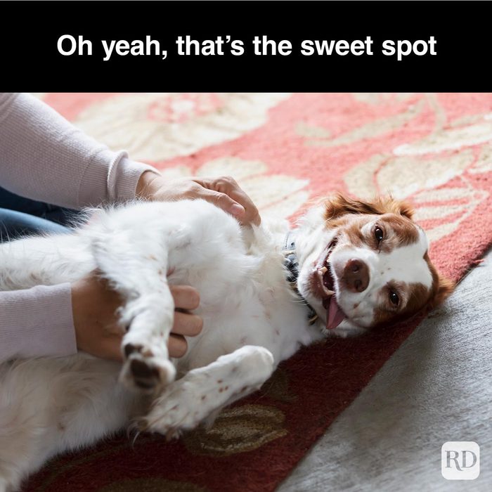 40 Smiling Dog Memes That Will Make Everything Better On A Bad Day