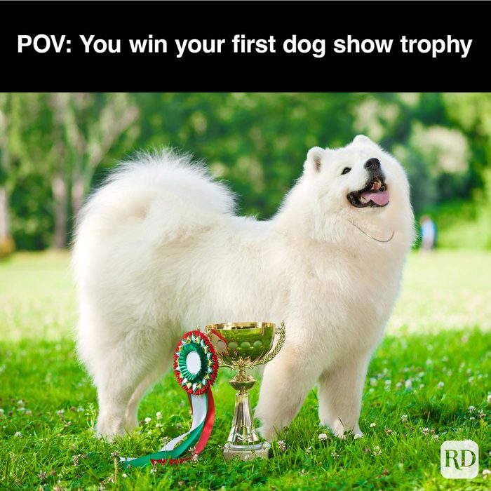 40 Smiling Dog Memes That Will Make Everything Better On A Bad Day