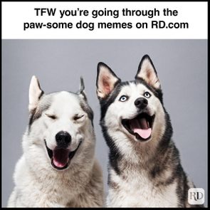 Two huskies smiling joyfully against a plain background, one with eyes closed and the other with eyes open wide. Text: 