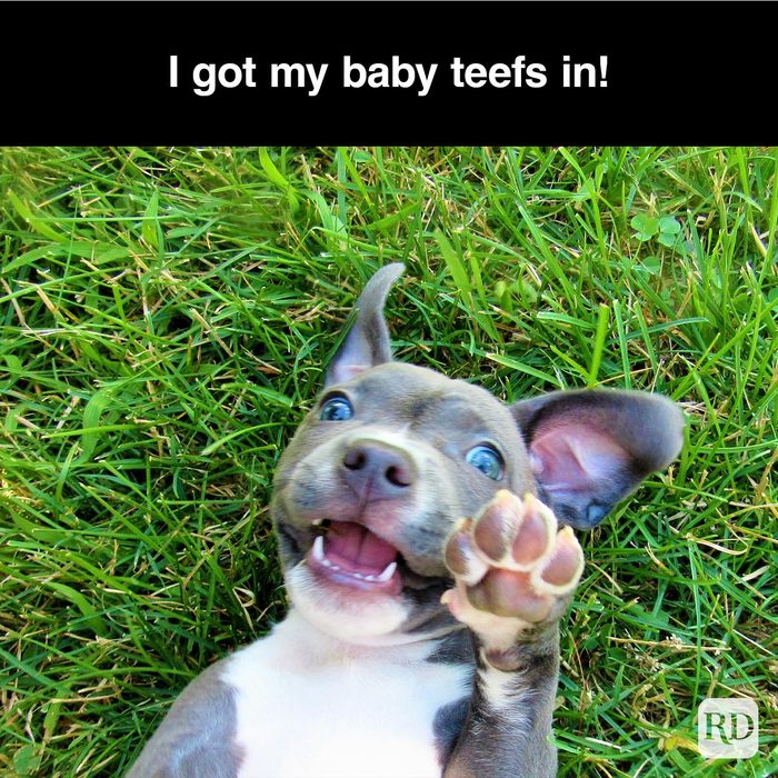 40 Smiling Dog Memes That Will Make Everything Better On A Bad Day