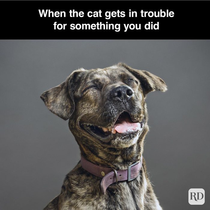 40 Smiling Dog Memes That Will Make Everything Better On A Bad Day