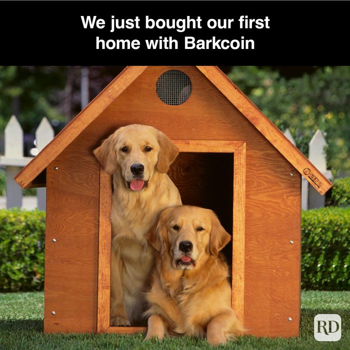 40 Smiling Dog Memes That Will Make Everything Better On A Bad Day