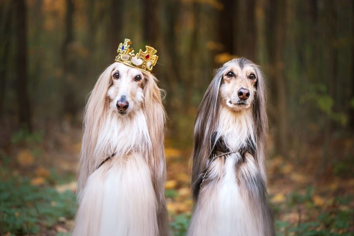 two afghan hounds in the woods and one is wearing a crown