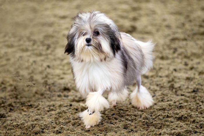 Lowchen Dog