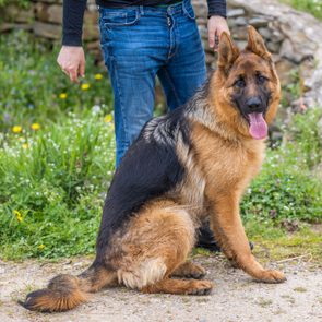 German Shepherd sits attentively beside a person standing in jeans, surrounded by lush greenery and wildflowers.