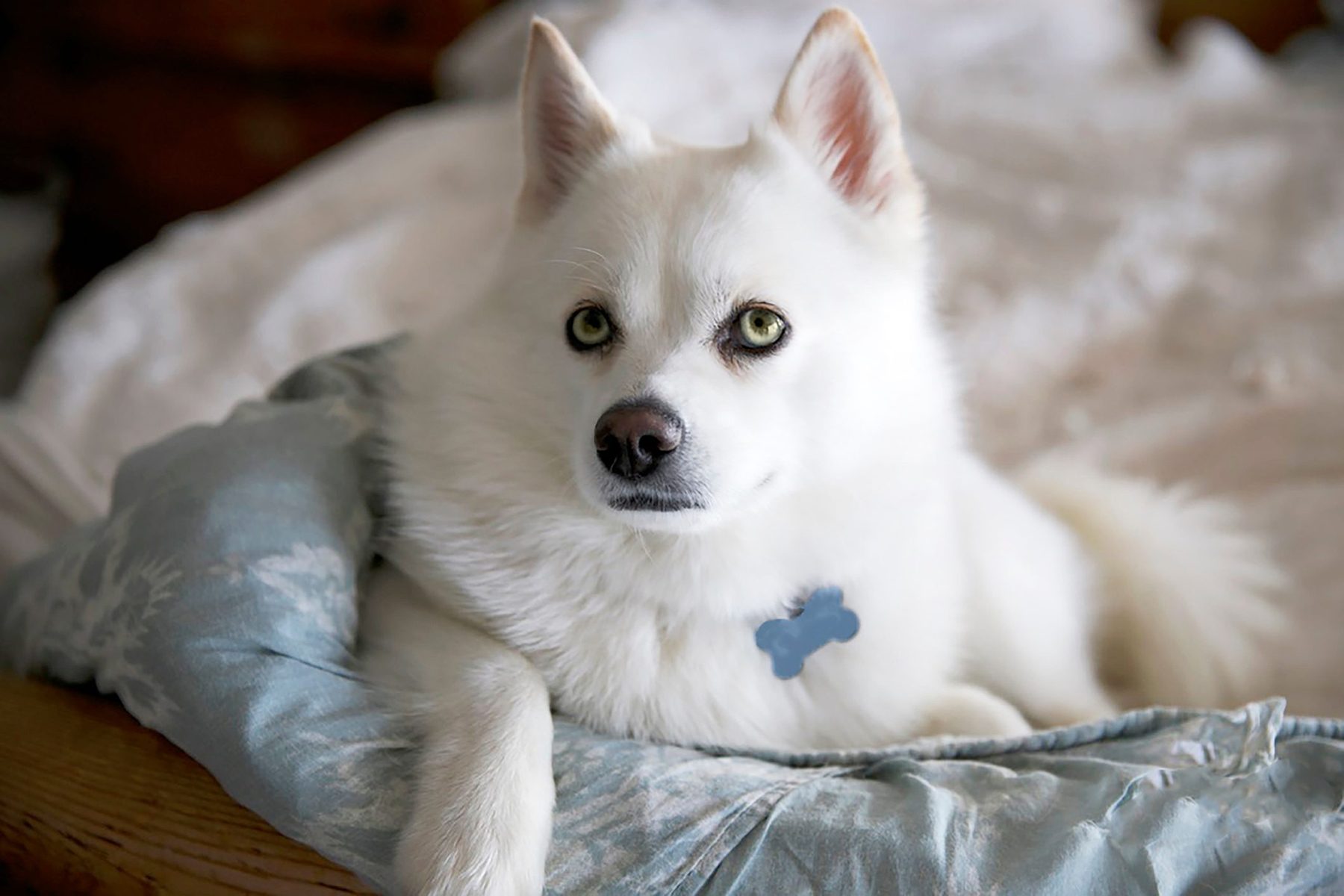 Pomeranian husky