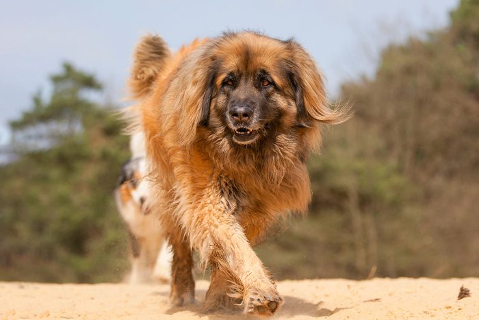 Walking Leonberger On Yellow Sand