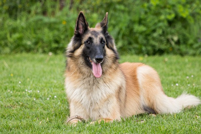 Belgian Tervuren Gettyimages 872093188
