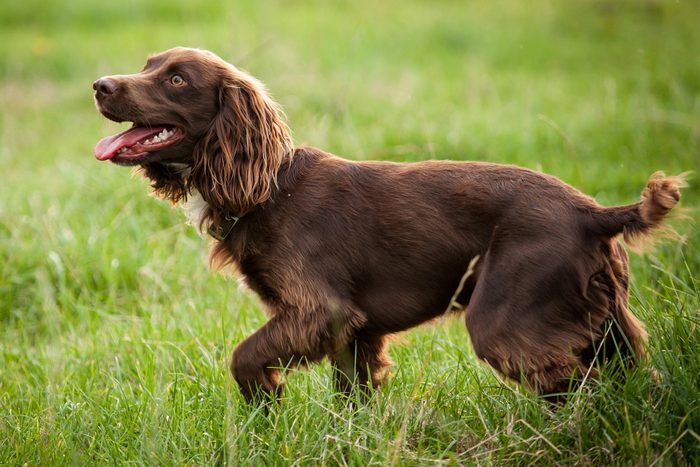 Boykin Spaniel Gettyimages 514726067