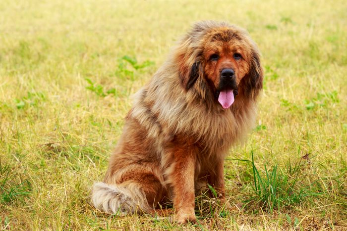 Dog breed Tibetan mastiff