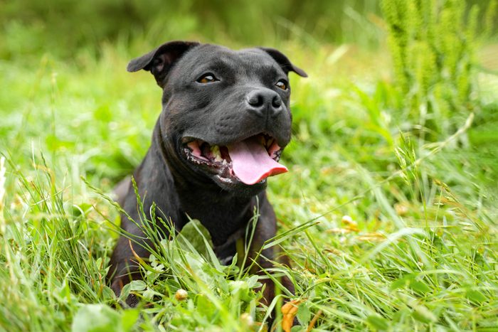 portrait of a cute staff bull dog, smile and happy in summer sunny day for a walk in the summer park