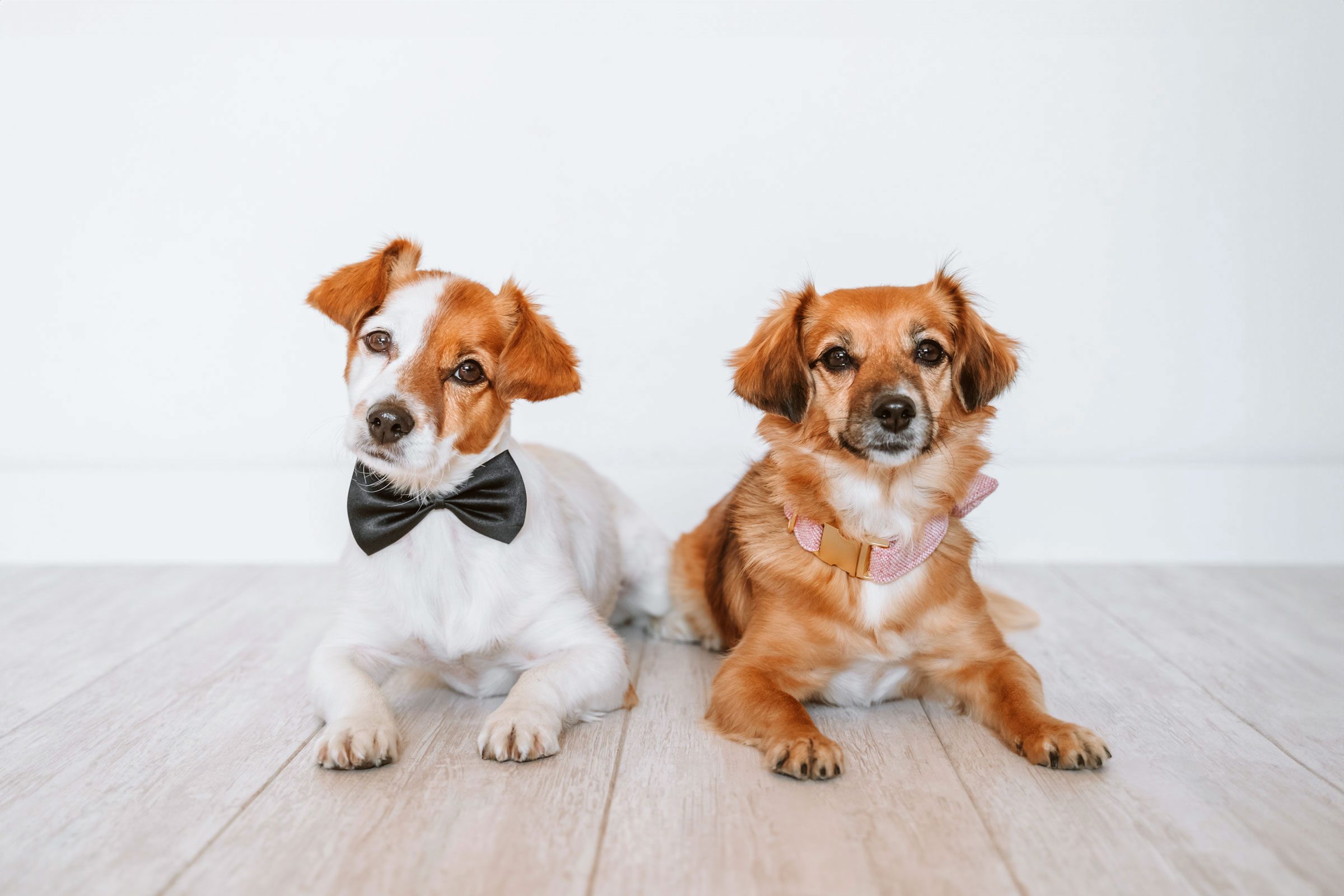 Two dogs lie side by side; one wears a black bow tie, the other a pink bow, on a wooden floor.