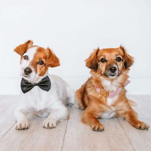 Two dogs lie side by side; one wears a black bow tie, the other a pink bow, on a wooden floor.