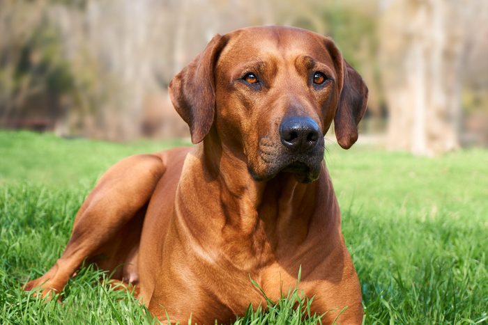 Beautiful big dog lying on green grass over blurred nature background. Rhodesian Ridgeback dog portrait.