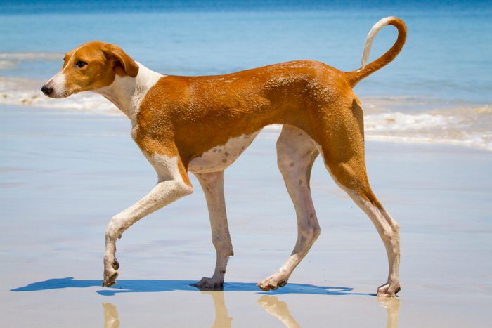 Azawakh on the beach