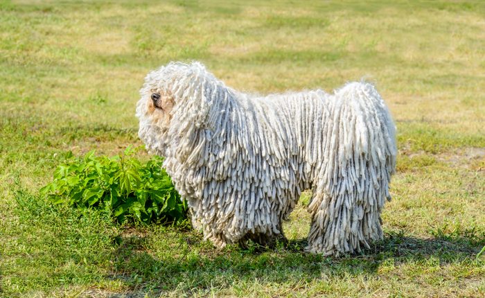Puli in profile.