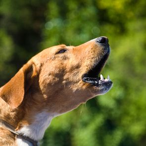 A brown dog barks with its mouth open, set against a blurry green outdoor background.