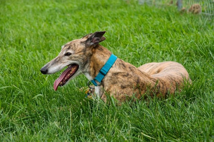 Greyhound