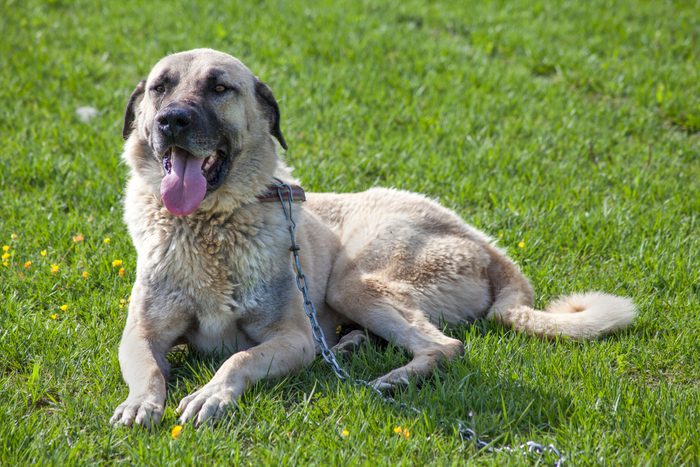 Big Kangal Dog