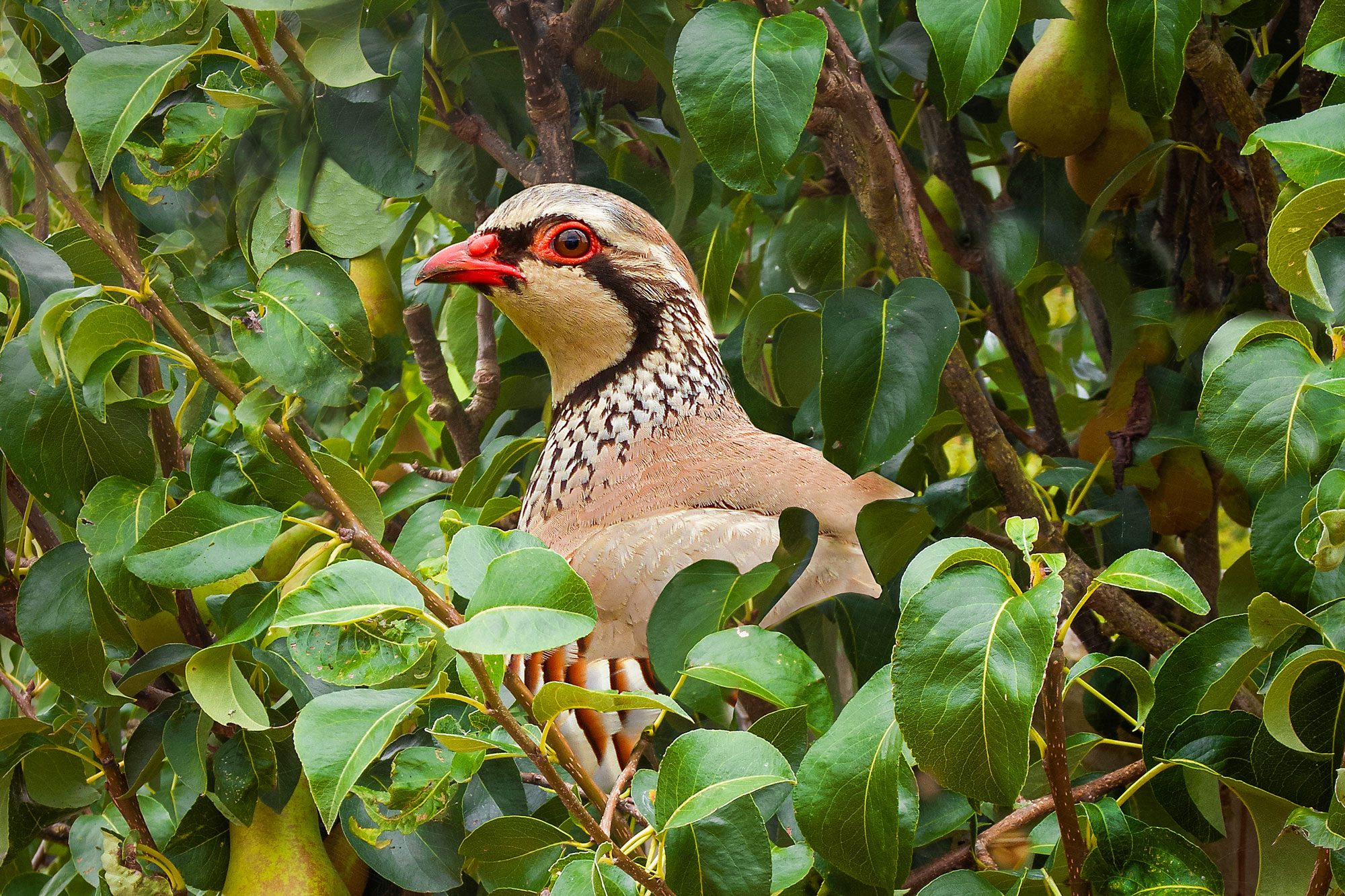 Partridge In A Pear Tree
