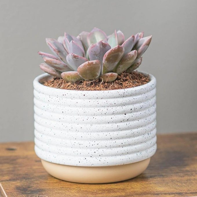 Costa Farms Succulent Via Amazon.com