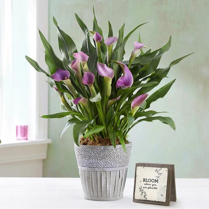 Elegant Calla Lily Via 1800flowers.com
