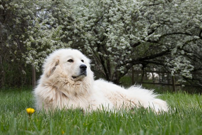 Great Pyrenees dog