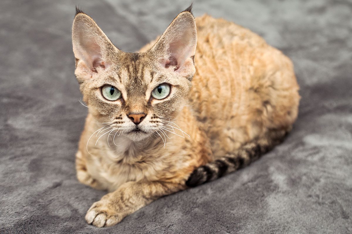 Beautiful Devon Rex Cat