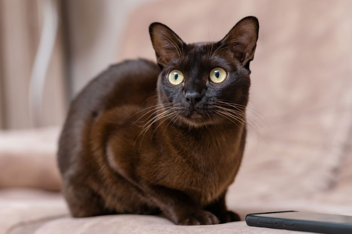 Havana Brown Cat